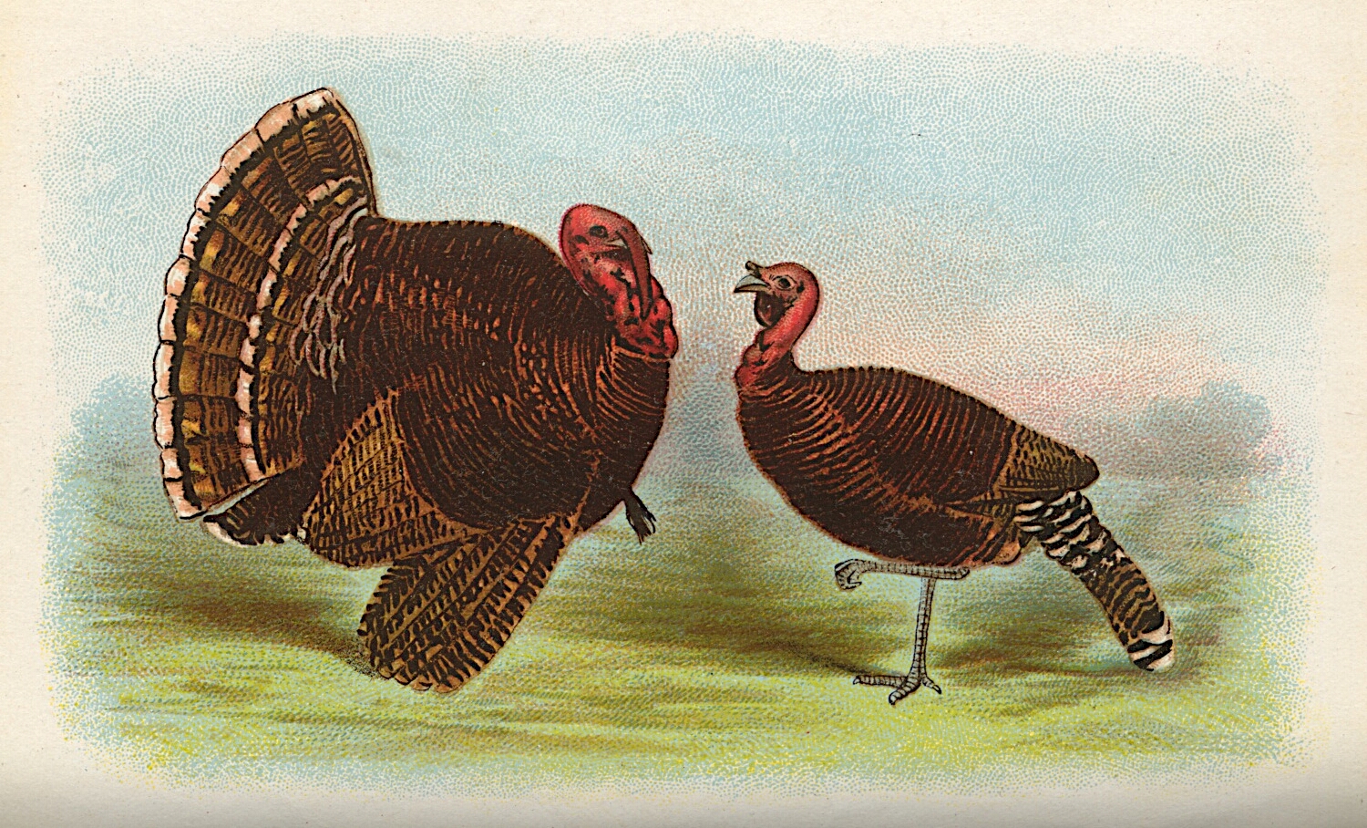 Bronze Turkeys Old Book Art